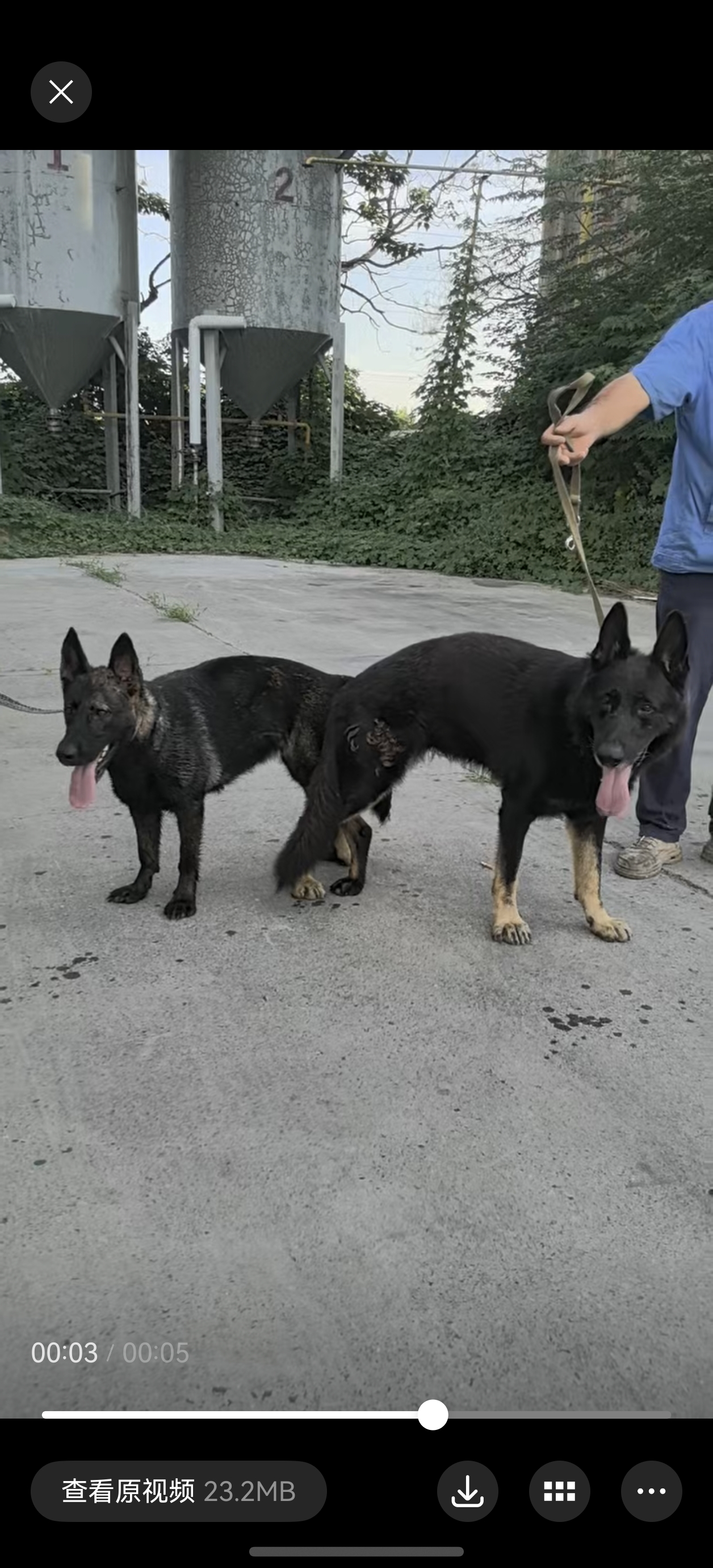 双血统带芯片+追踪器+信息牌